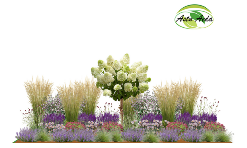 TF kujundus nr. 8 kujunduspilt kordusenva hortensia tüvivorm