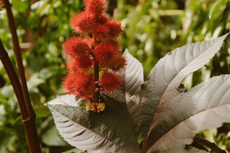 Riitsinus (Ricinus Communis