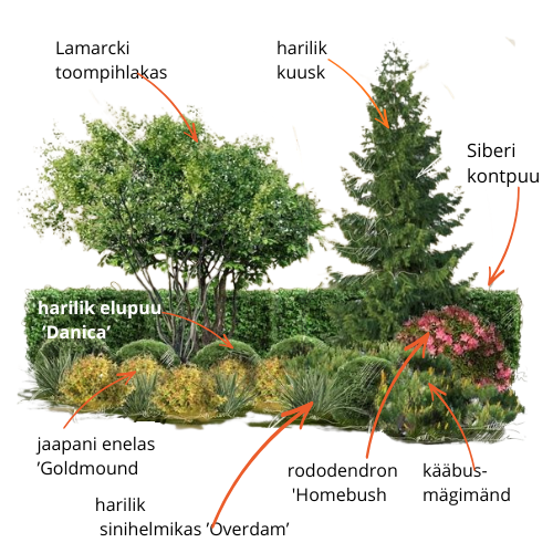 eest vaadeldava segapeenra skeem taimenimedega