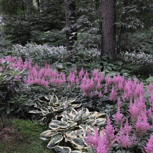 klassika hosta ja astilbe