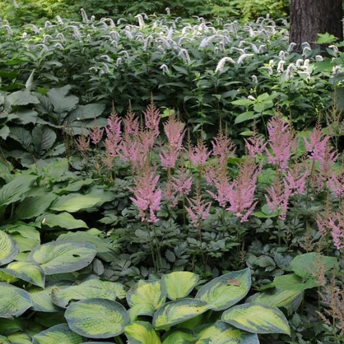 klassika hosta ja astilbe