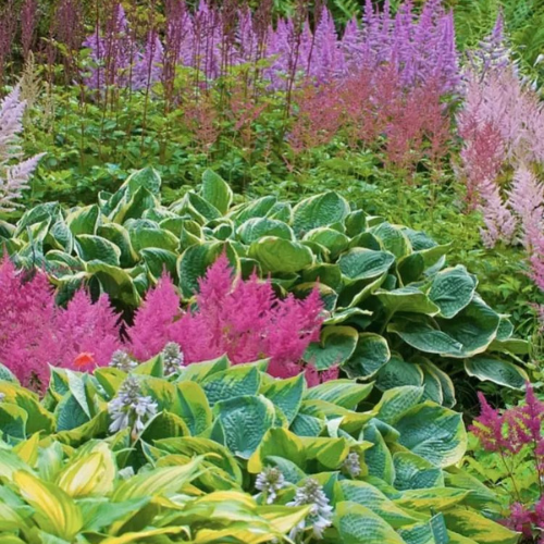 klassika hosta ja astilbe