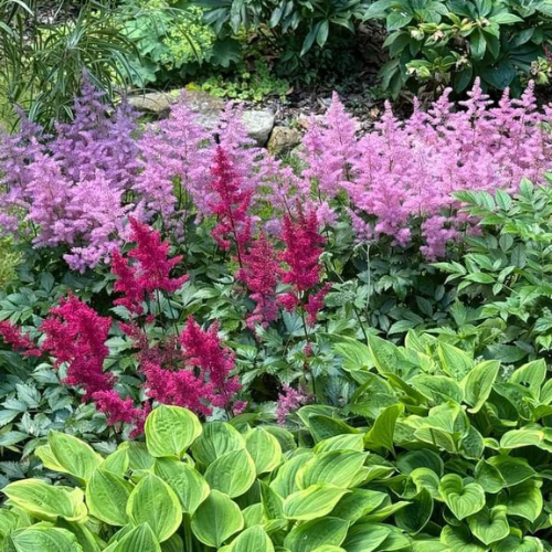 klassika hosta ja astilbe