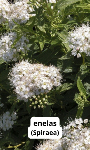 poolvarjus põõsas