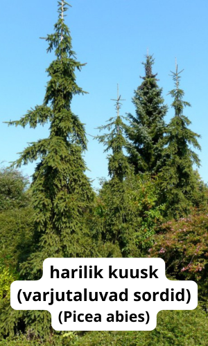 varjus okaspuu